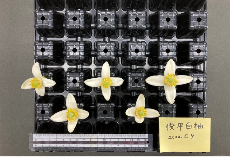 果实 (MAFF, Japan)