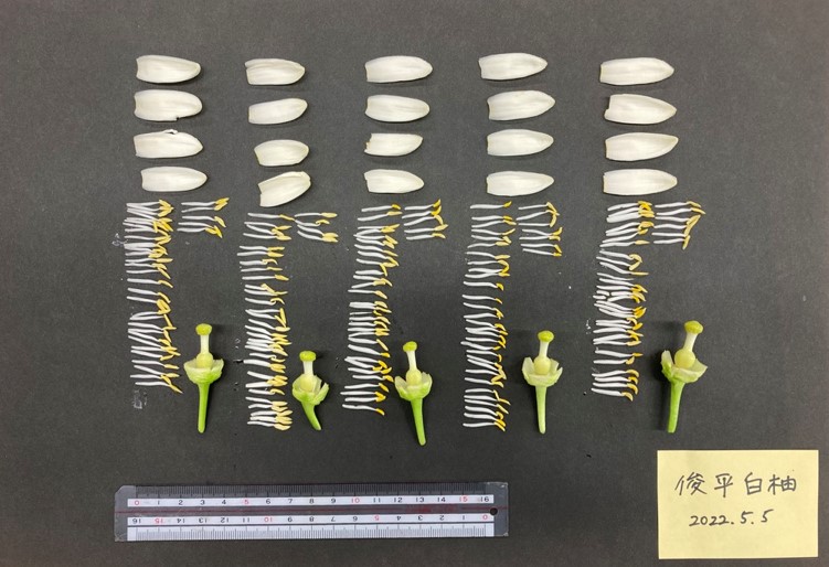 果实 (MAFF, Japan)