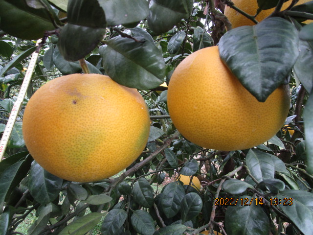 果实 (MAFF, Japan)