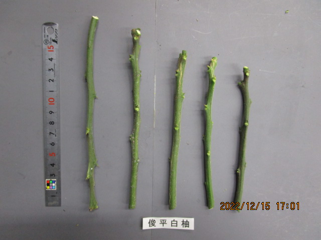 果实 (MAFF, Japan)