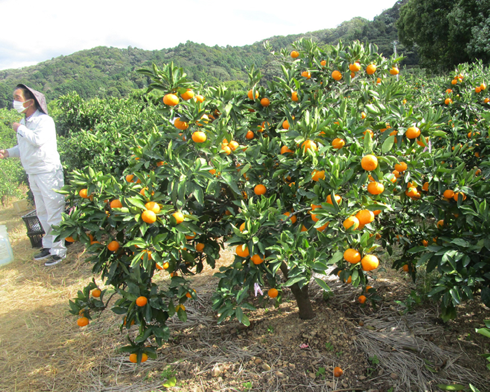 树体 (MAFF, Japan)