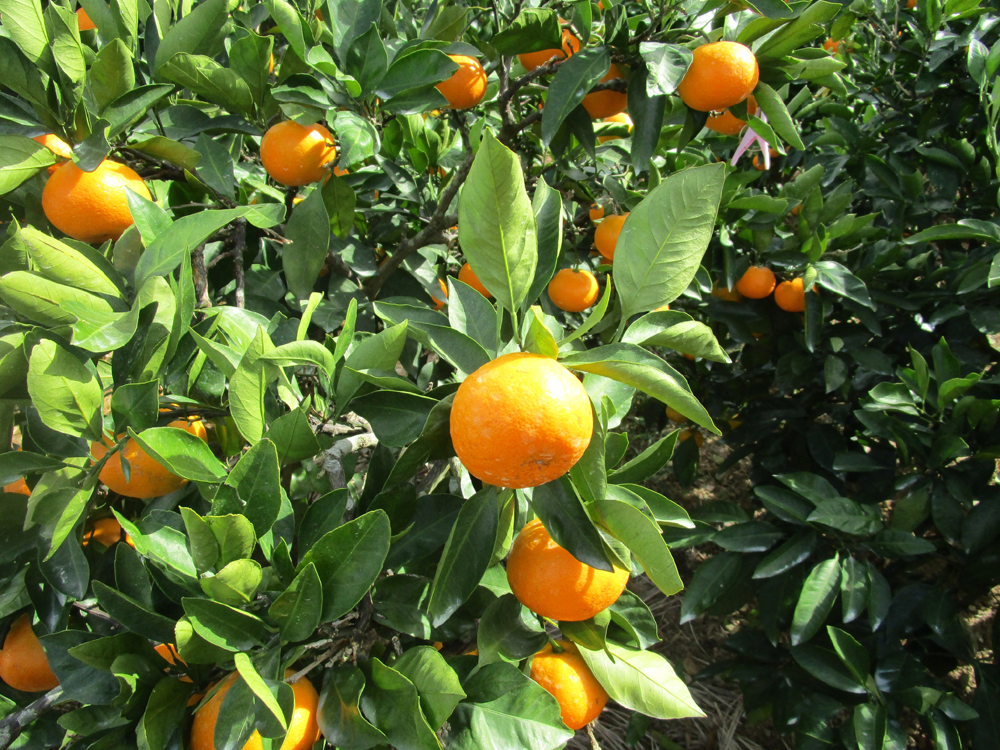 果实 (MAFF, Japan)