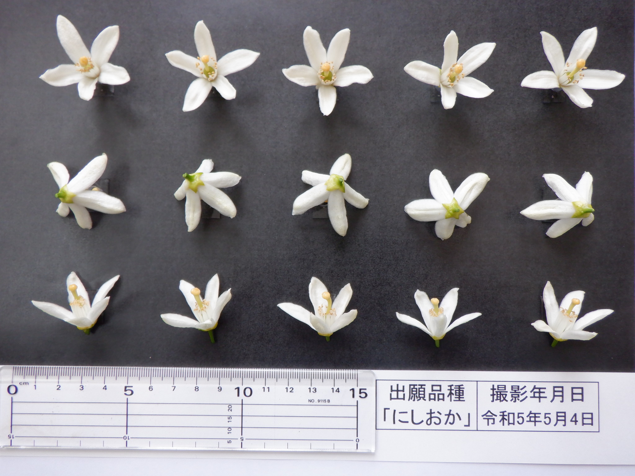 果实 (MAFF, Japan)