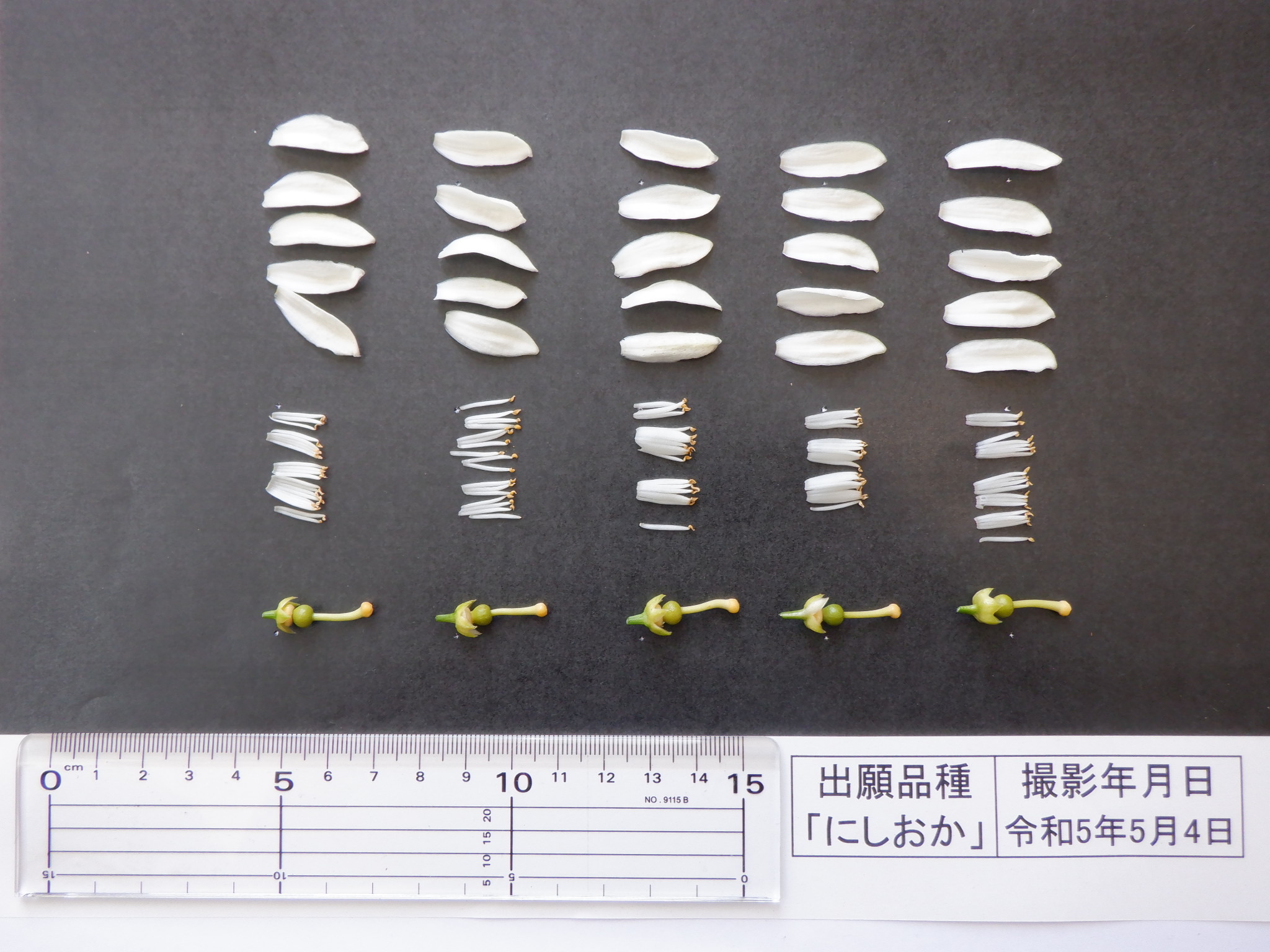 树体 (MAFF, Japan)