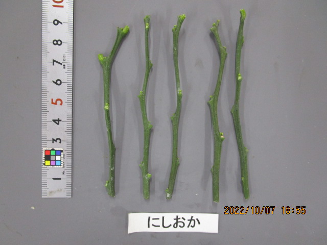 果实 (MAFF, Japan)