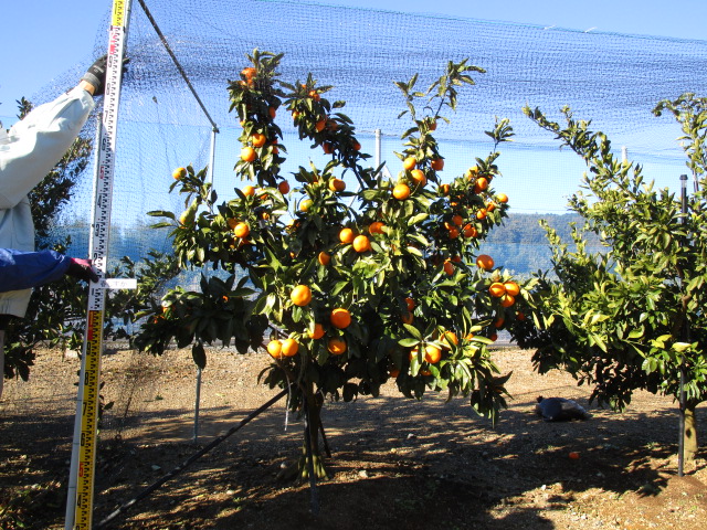 树体 (MAFF, Japan)