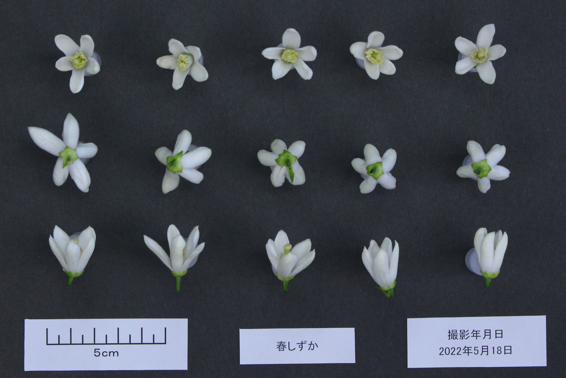 果实 (MAFF, Japan)