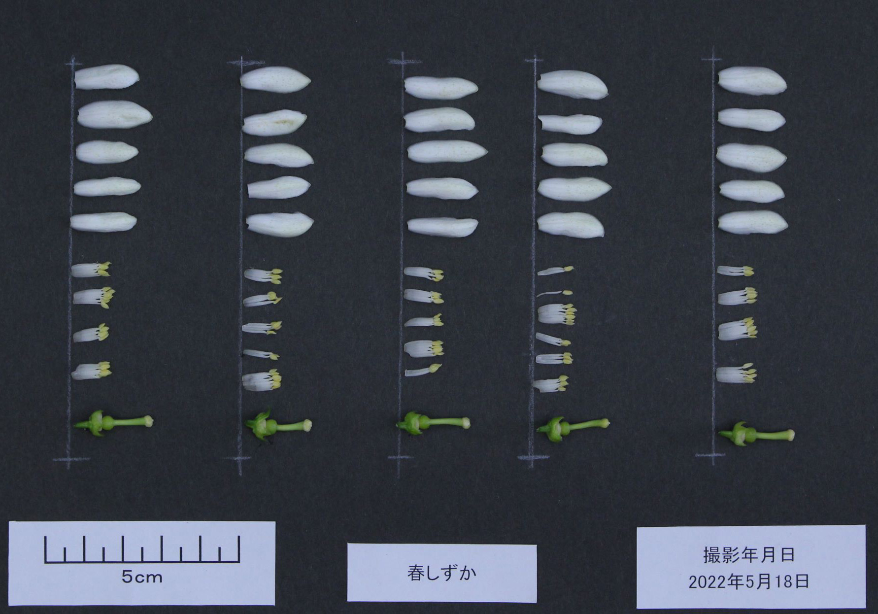树体 (MAFF, Japan)