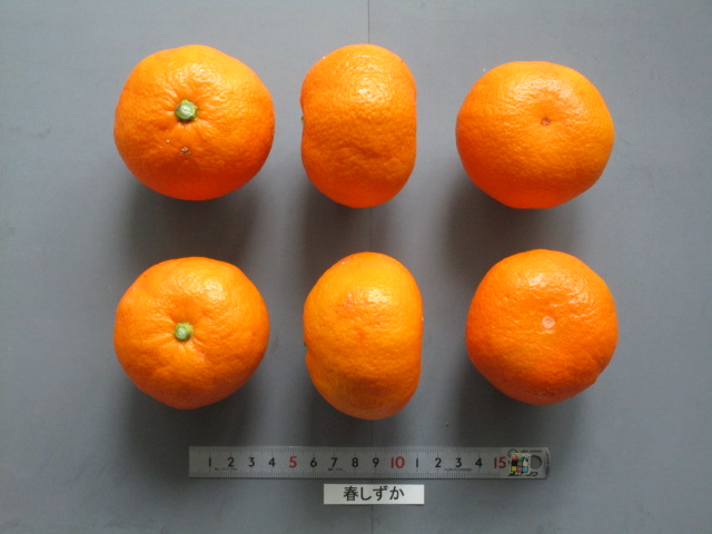 果实 (MAFF, Japan)