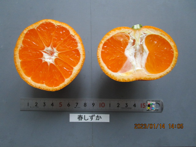 果实 (MAFF, Japan)