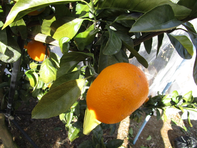 果实 (MAFF, Japan)