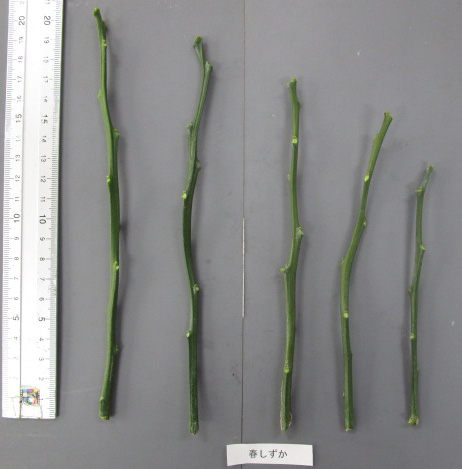 果实 (MAFF, Japan)