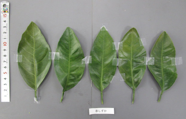 果实 (MAFF, Japan)