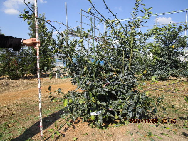 树体 (MAFF, Japan)