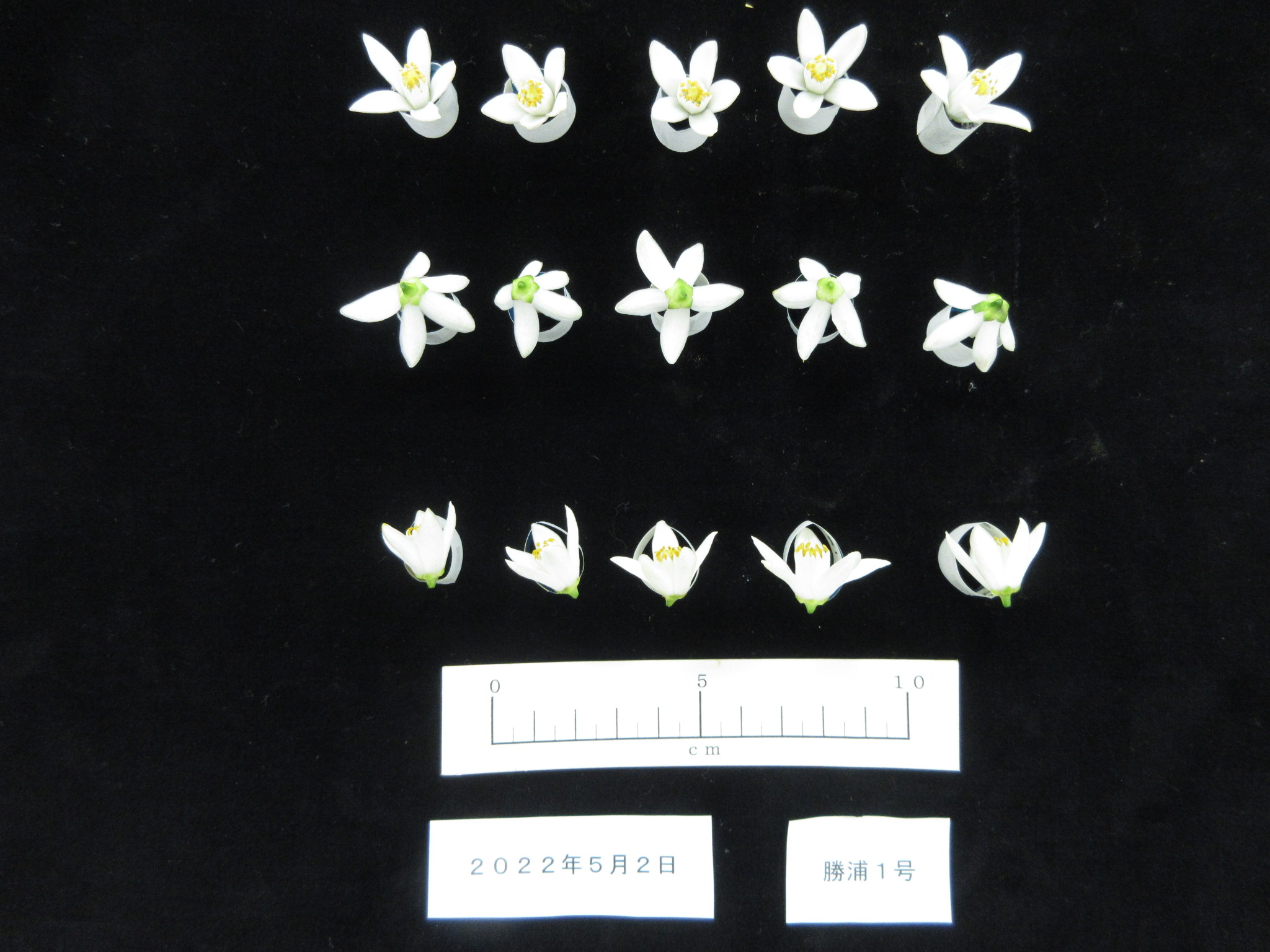 果实 (MAFF, Japan)