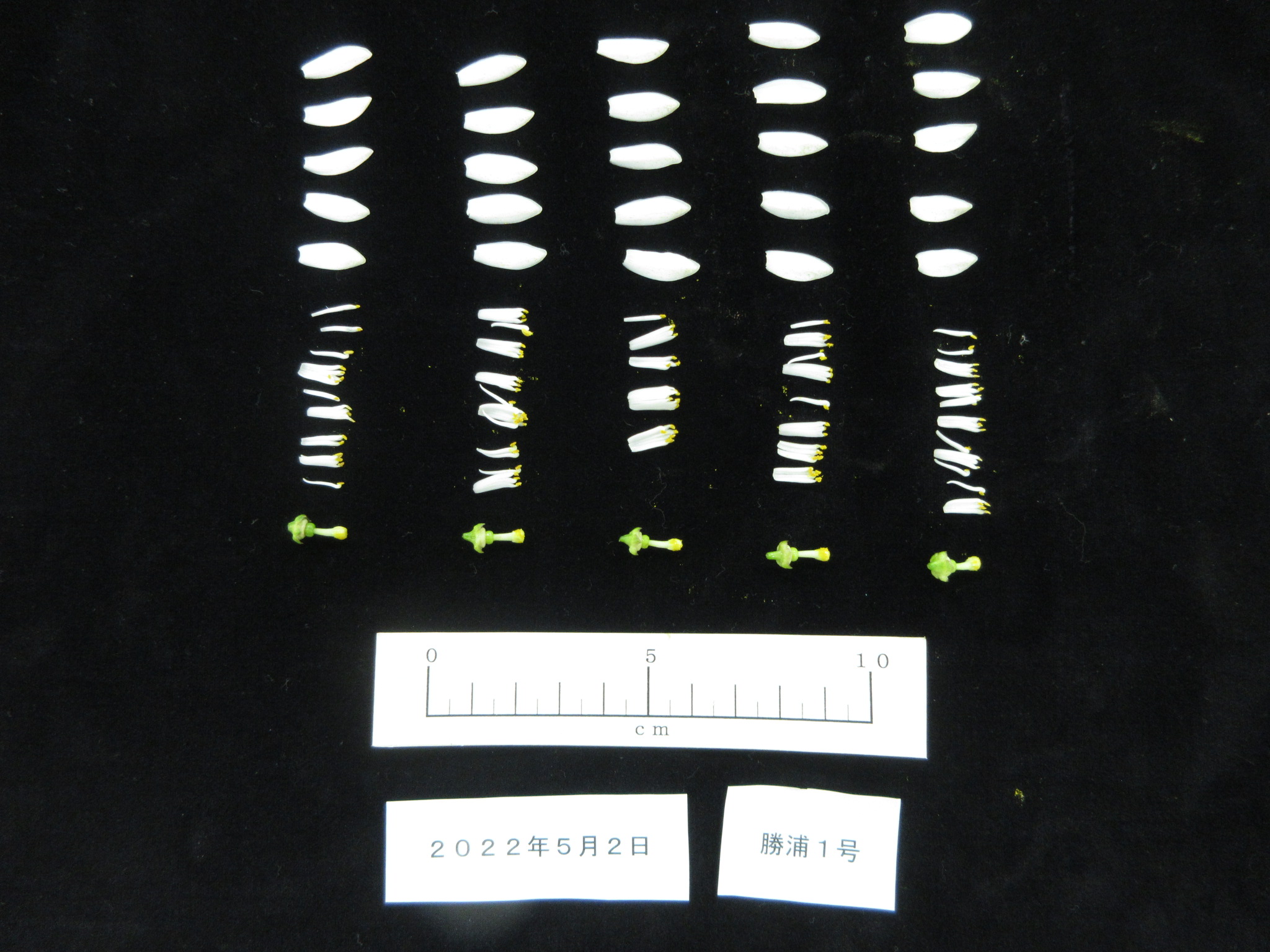 树体 (MAFF, Japan)