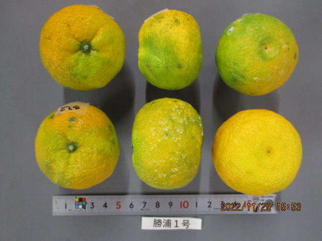 果实 (MAFF, Japan)