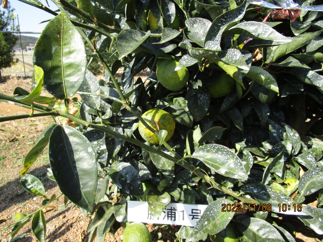 果实 (MAFF, Japan)