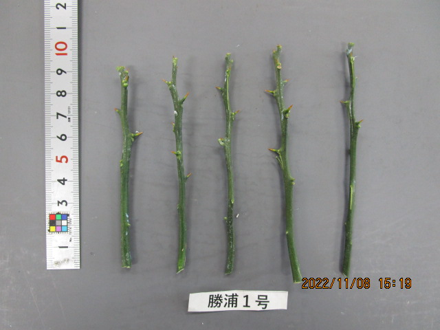 果实 (MAFF, Japan)