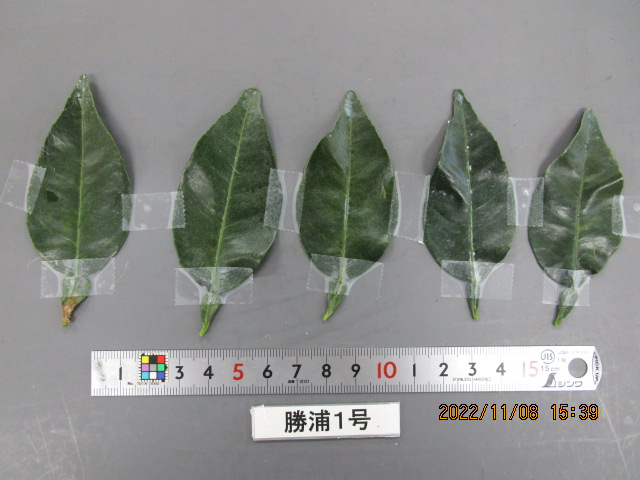 果实 (MAFF, Japan)