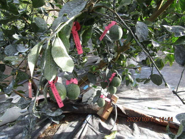 树体 (MAFF, Japan)