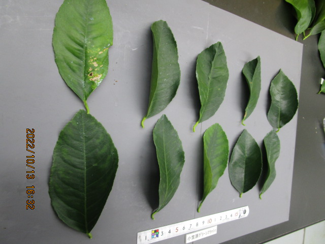 果实 (MAFF, Japan)