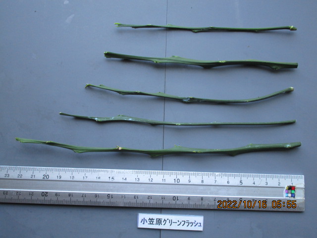 果实 (MAFF, Japan)