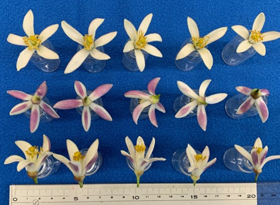 树体 (MAFF, Japan)