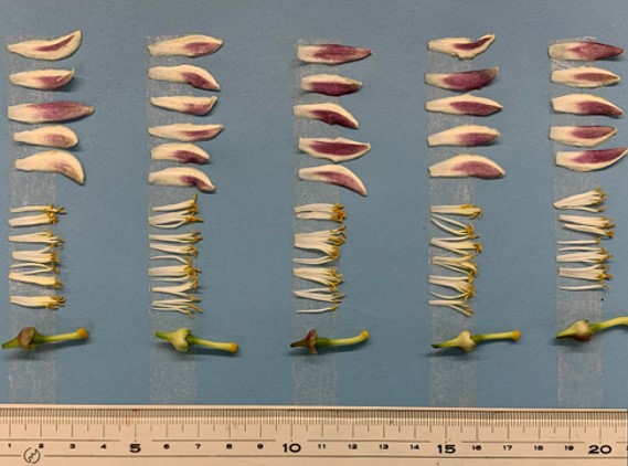 果实 (MAFF, Japan)