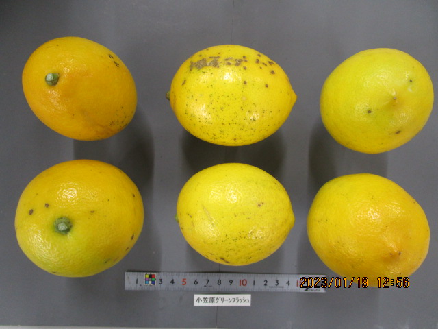 果实 (MAFF, Japan)