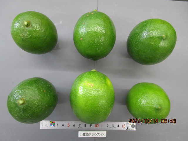 果实 (MAFF, Japan)