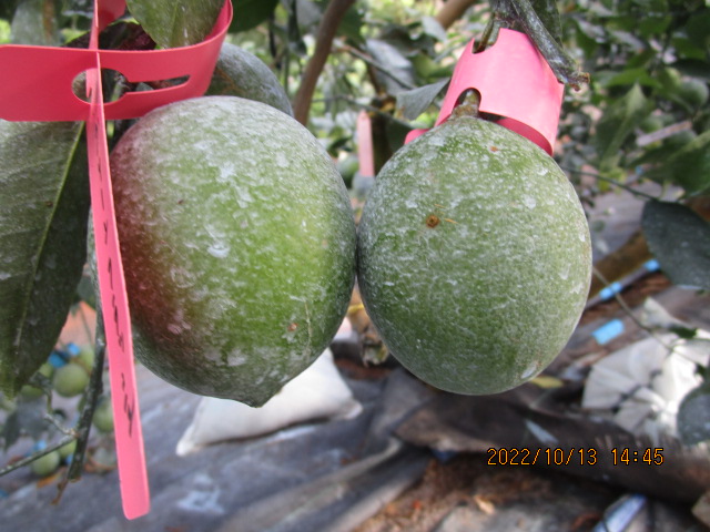 果实 (MAFF, Japan)