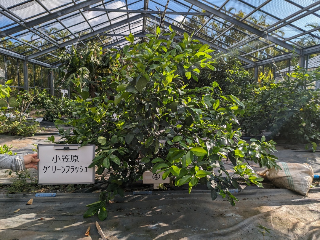 果实 (MAFF, Japan)