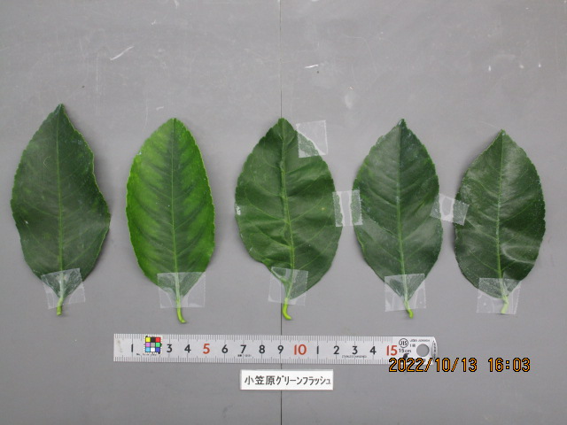 果实 (MAFF, Japan)