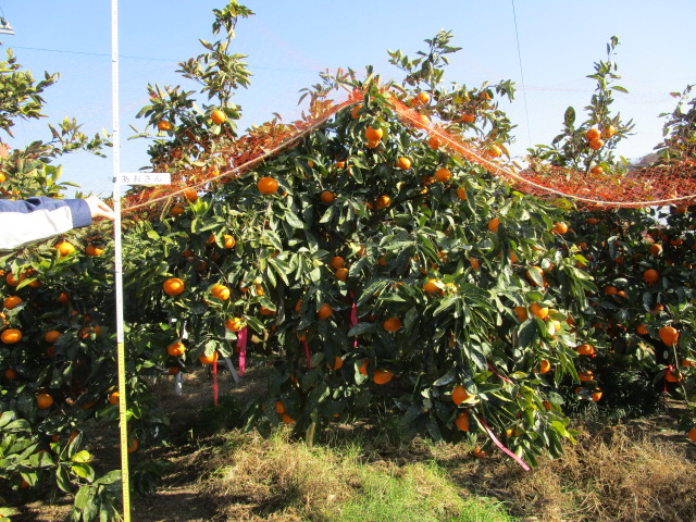 树体 (MAFF, Japan)