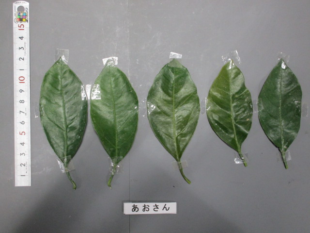 果实 (MAFF, Japan)