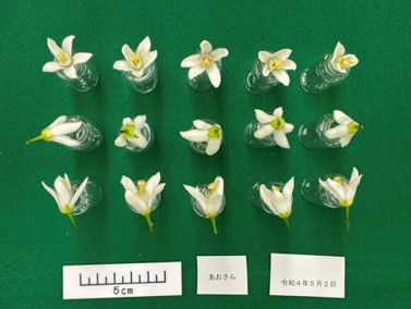 果实 (MAFF, Japan)