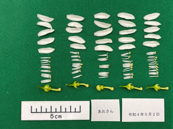 树体 (MAFF, Japan)