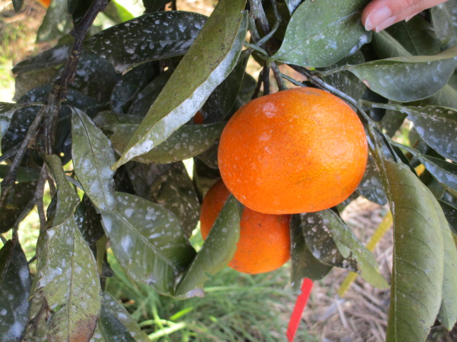 果实 (MAFF, Japan)