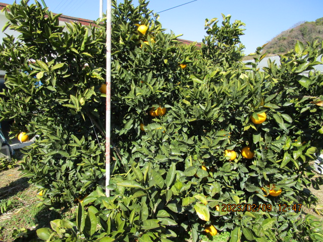 树体 (MAFF, Japan)