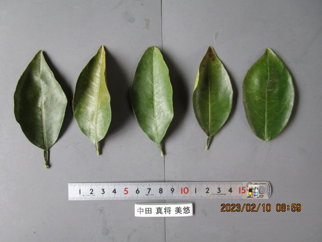 果实 (MAFF, Japan)