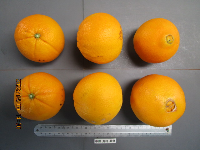 果实 (MAFF, Japan)