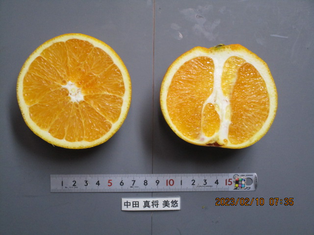 树体 (MAFF, Japan)