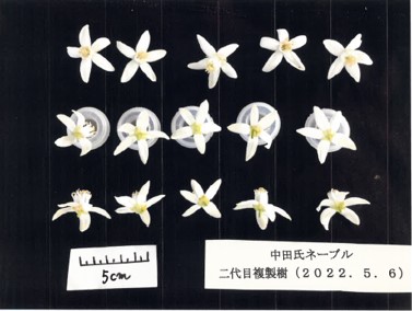 果实 (MAFF, Japan)