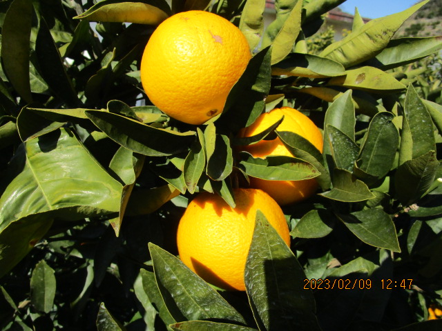 果实 (MAFF, Japan)