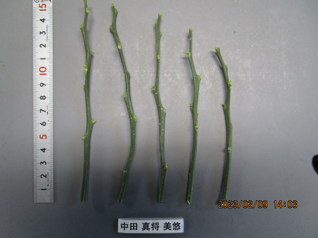 果实 (MAFF, Japan)