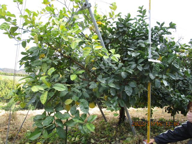 树体 (MAFF, Japan)