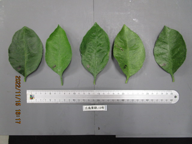 果实 (MAFF, Japan)