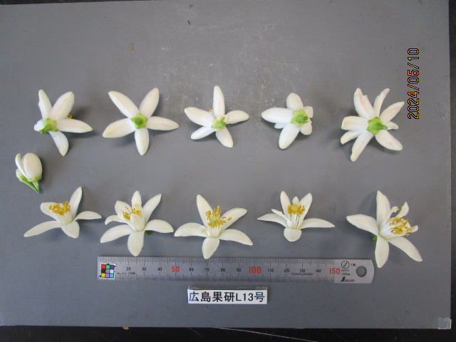 果实 (MAFF, Japan)