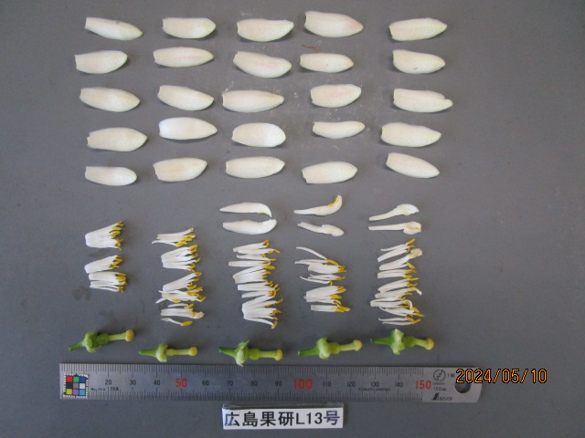 果实 (MAFF, Japan)